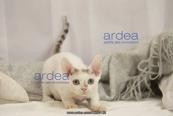 : Devon Rex Cat indoors : Devon Rex Cat indoors