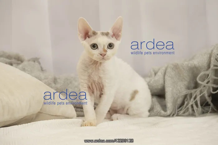 : Devon Rex Cat indoors : Devon Rex Cat indoors