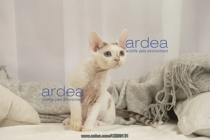 : Devon Rex Cat indoors : Devon Rex Cat indoors