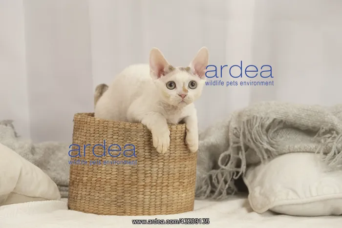 : Devon Rex Cat indoors : Devon Rex Cat indoors