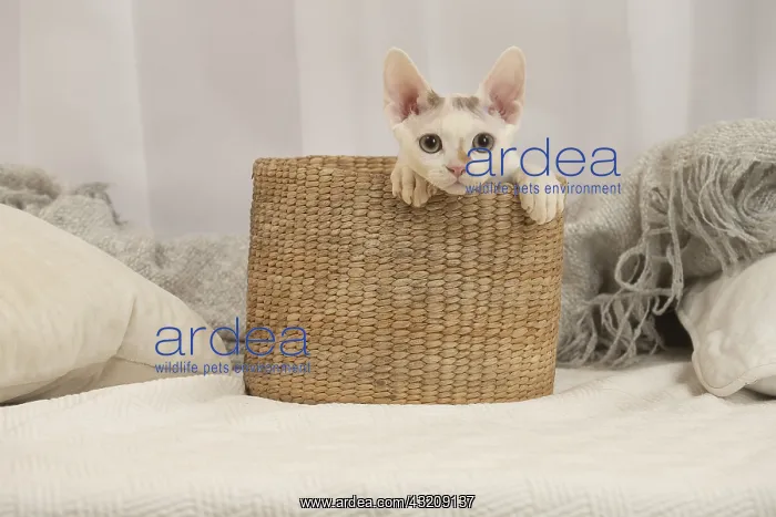 : Devon Rex Cat indoors : Devon Rex Cat indoors