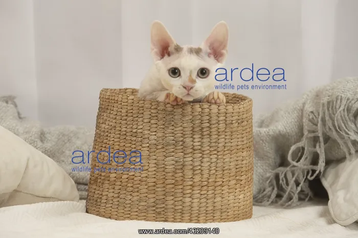 : Devon Rex Cat indoors : Devon Rex Cat indoors