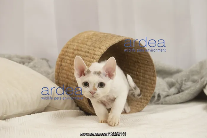 : Devon Rex Cat indoors : Devon Rex Cat indoors