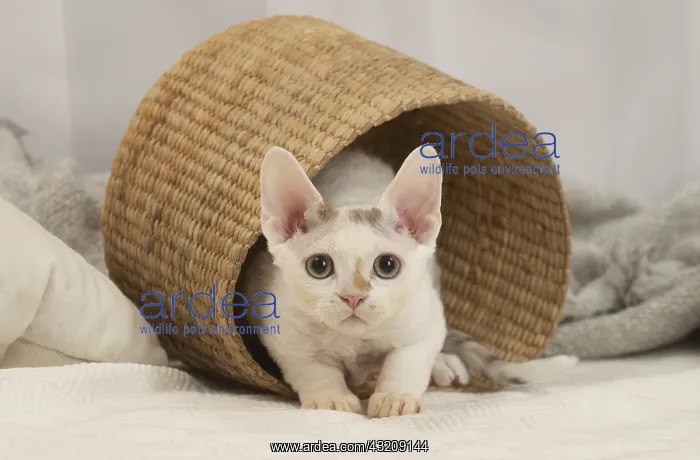 : Devon Rex Cat indoors : Devon Rex Cat indoors
