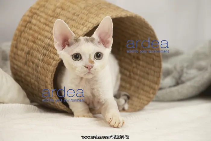: Devon Rex Cat indoors : Devon Rex Cat indoors