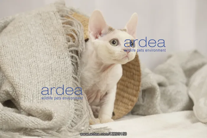  : Devon Rex Cat indoors