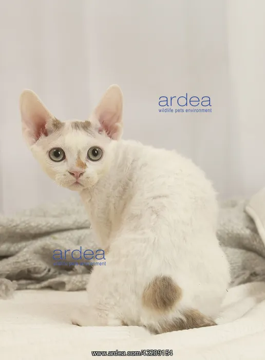  : Devon Rex Cat indoors