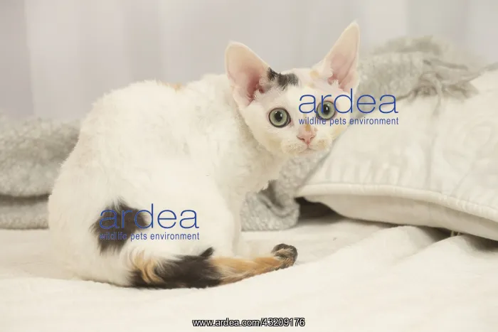 : Devon Rex Cat indoors : Devon Rex Cat indoors