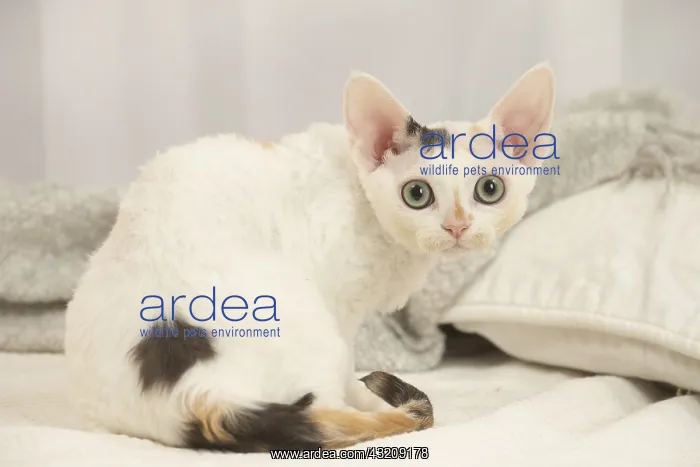: Devon Rex Cat indoors : Devon Rex Cat indoors