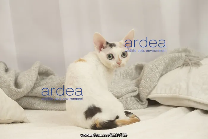 : Devon Rex Cat indoors : Devon Rex Cat indoors