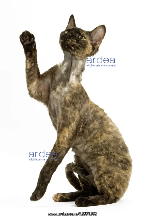 : Devon Rex Cat - tortoiseshell : Devon Rex Cat - tortoiseshell