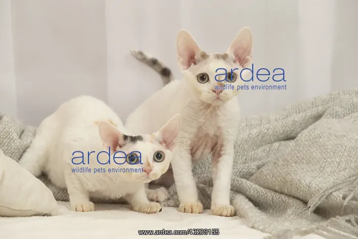  : Two Devon Rex Cats indoors