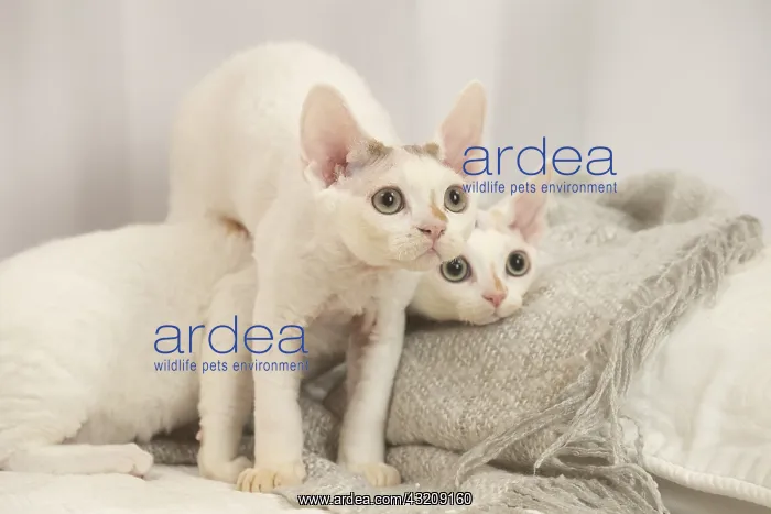 : Two Devon Rex Cats indoors : Two Devon Rex Cats indoors