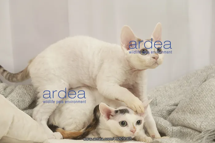 : Two Devon Rex Cats indoors : Two Devon Rex Cats indoors