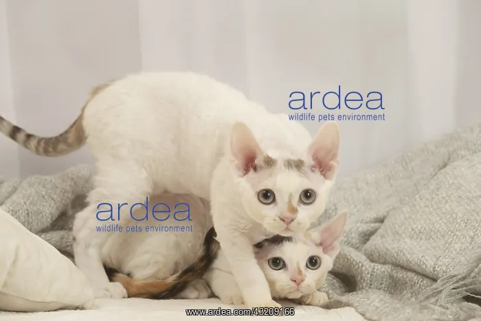 : Two Devon Rex Cats indoors : Two Devon Rex Cats indoors