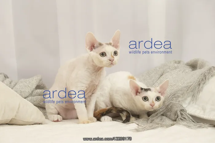 : Two Devon Rex Cats indoors : Two Devon Rex Cats indoors