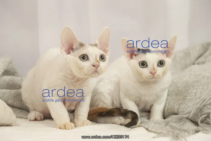 : Two Devon Rex Cats indoors : Two Devon Rex Cats indoors