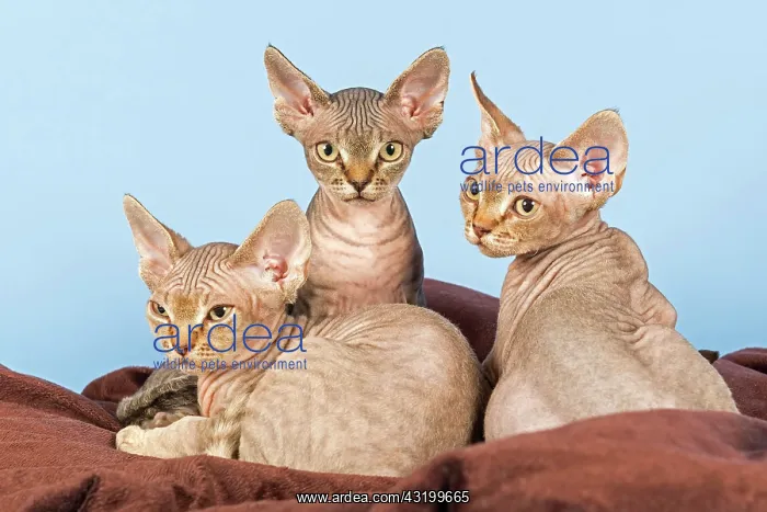  : Three Devon Rex kitten, 13 weeks Devon Rex Babies