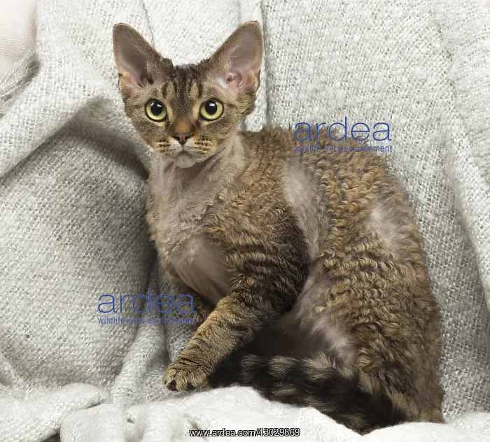 : Devon Rex kitten indoors