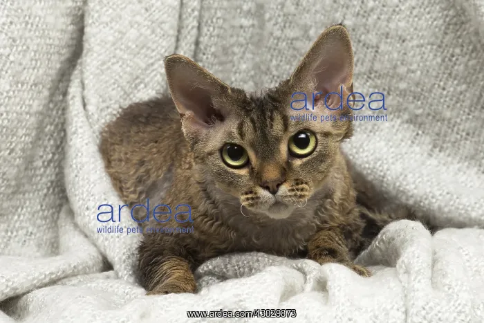  : Devon Rex kitten indoors