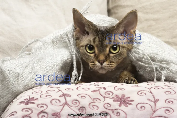  : Devon Rex kitten indoors