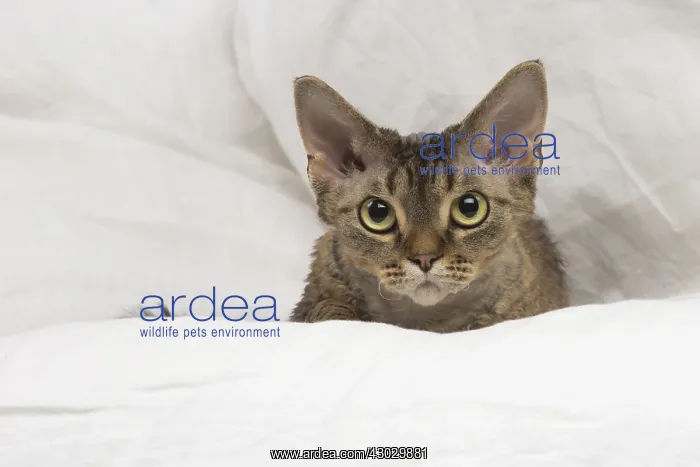  : Devon Rex kitten indoors
