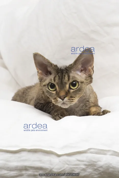  : Devon Rex kitten indoors