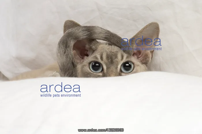  : Devon Rex kitten indoors