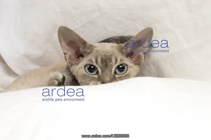  : Devon Rex kitten indoors