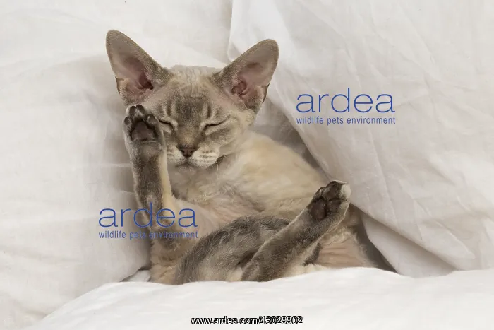  : Devon Rex kitten indoors