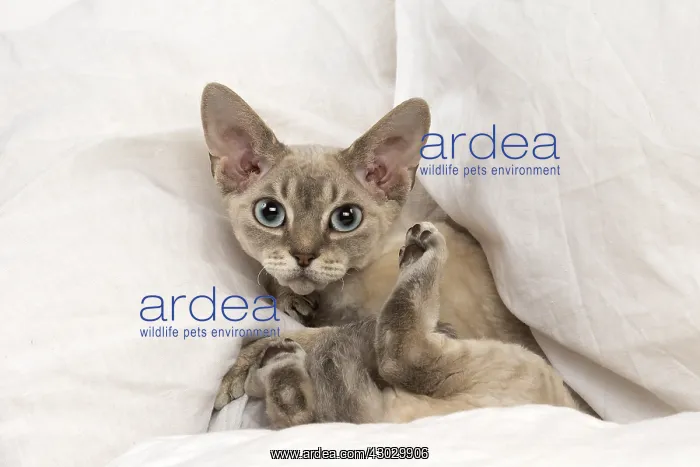  : Devon Rex kitten indoors