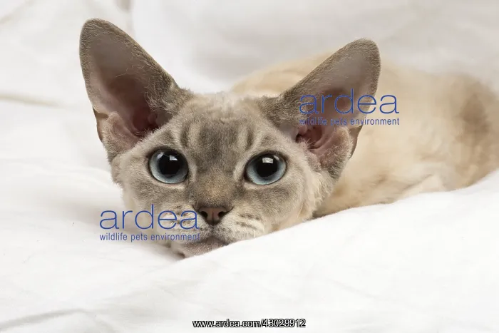  : Devon Rex kitten indoors