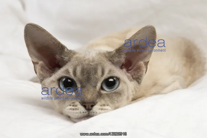  : Devon Rex kitten indoors