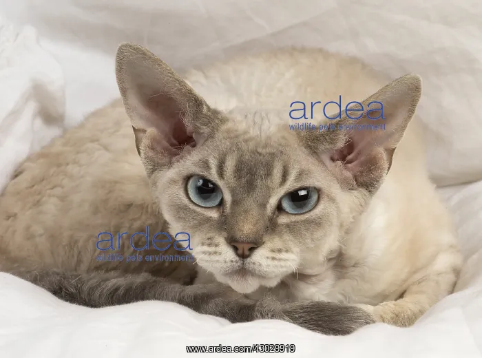  : Devon Rex kitten indoors