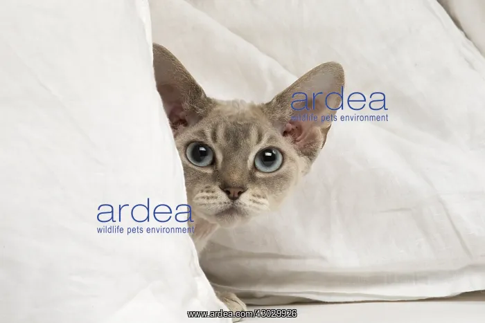  : Devon Rex kitten indoors
