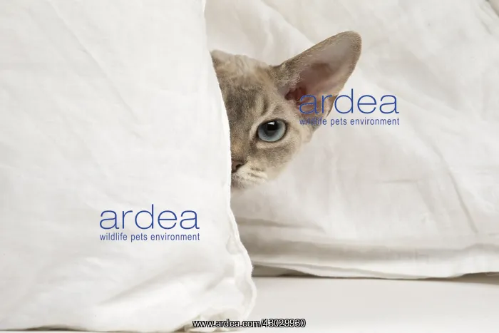  : Devon Rex kitten indoors