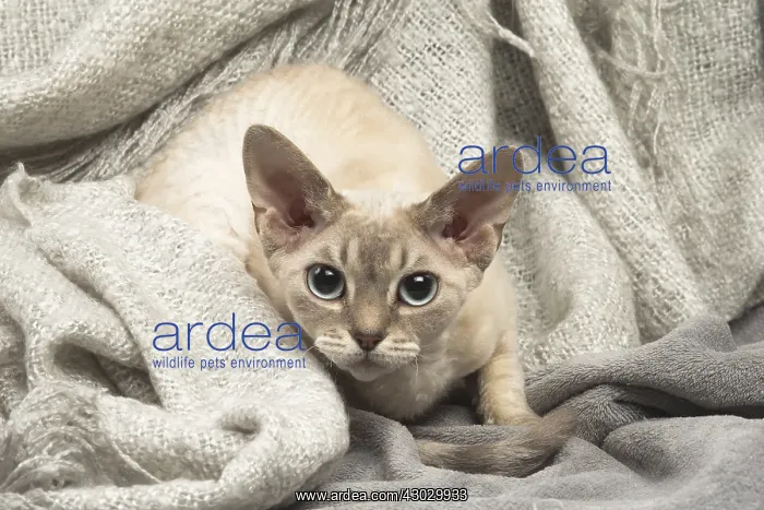  : Devon Rex kitten indoors