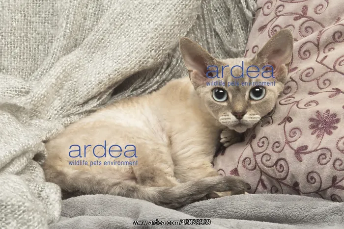  : Devon Rex kitten indoors