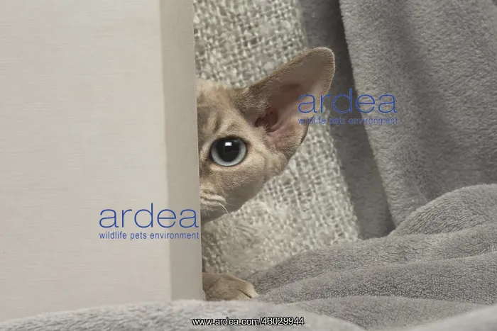  : Devon Rex kitten indoors