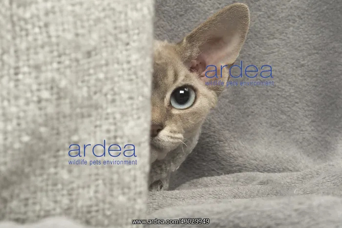  : Devon Rex kitten indoors