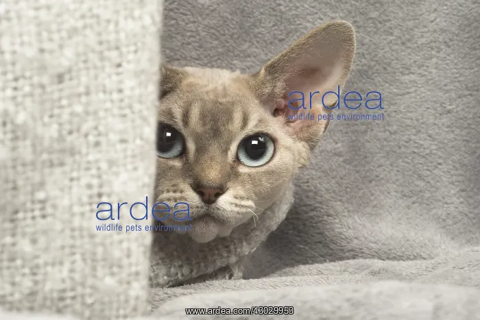  : Devon Rex kitten indoors