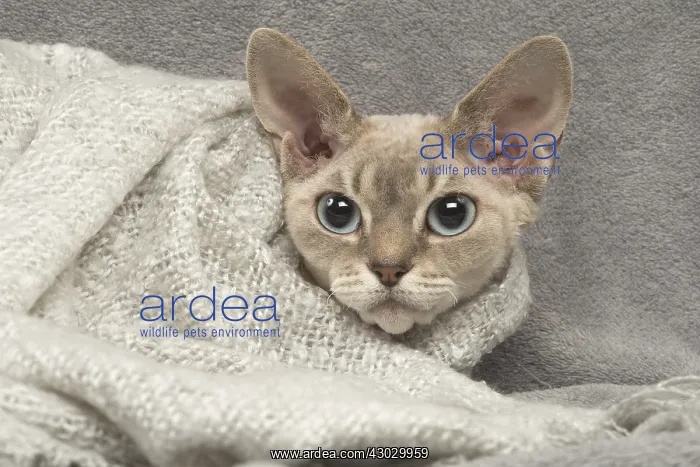  : Devon Rex kitten indoors