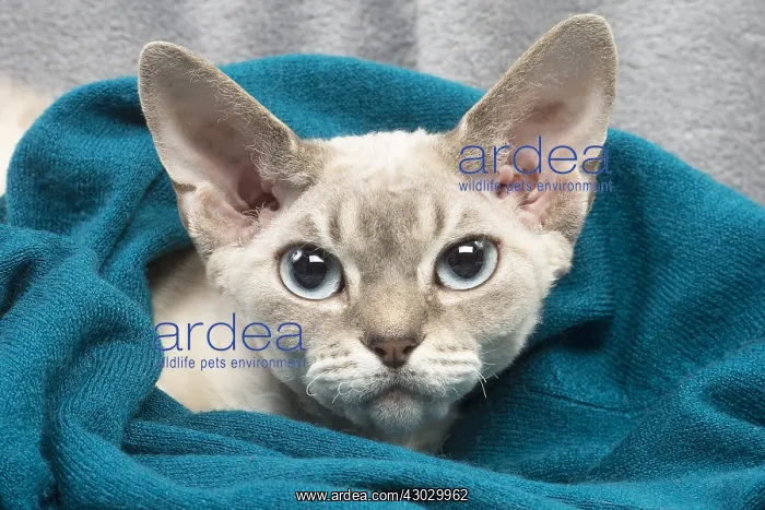  : Devon Rex kitten indoors