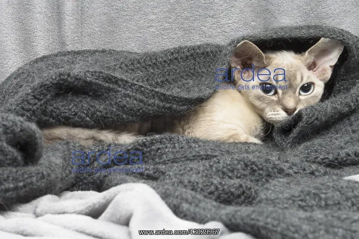  : Devon Rex kitten indoors
