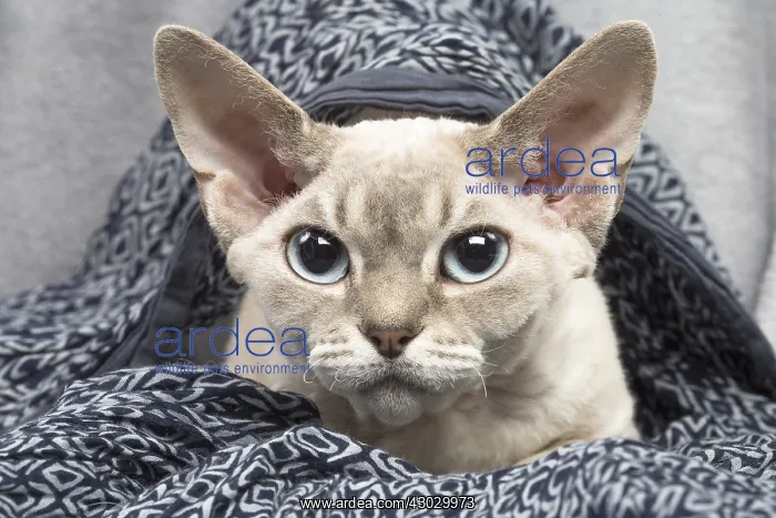  : Devon Rex kitten indoors