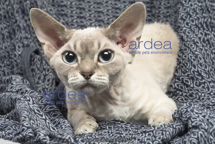  : Devon Rex kitten indoors