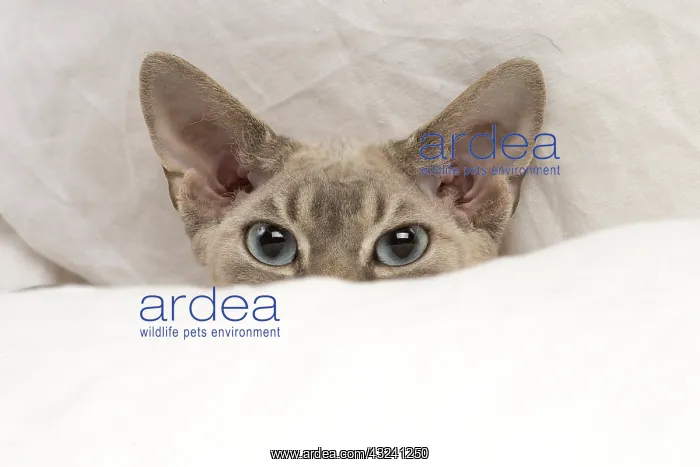  : Devon Rex kitten indoors