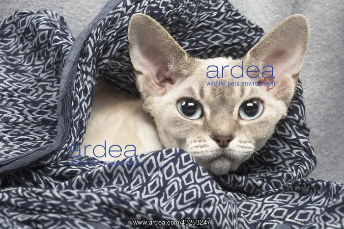 : Devon Rex kitten indoors