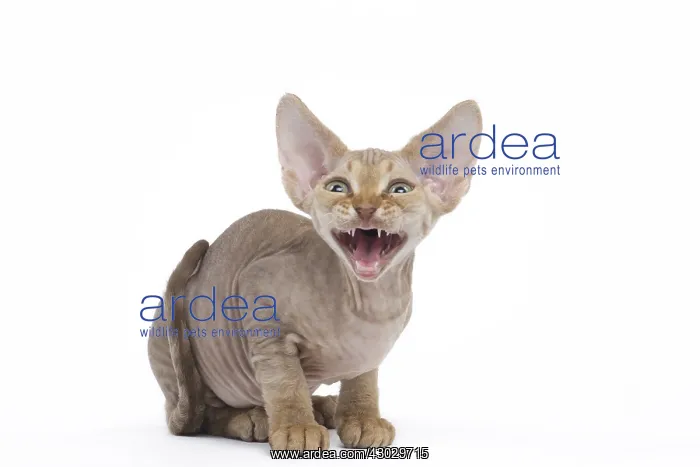  : Devon Rex kitten in the studio