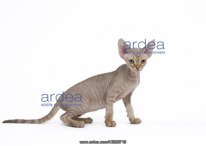  : Devon Rex kitten in the studio